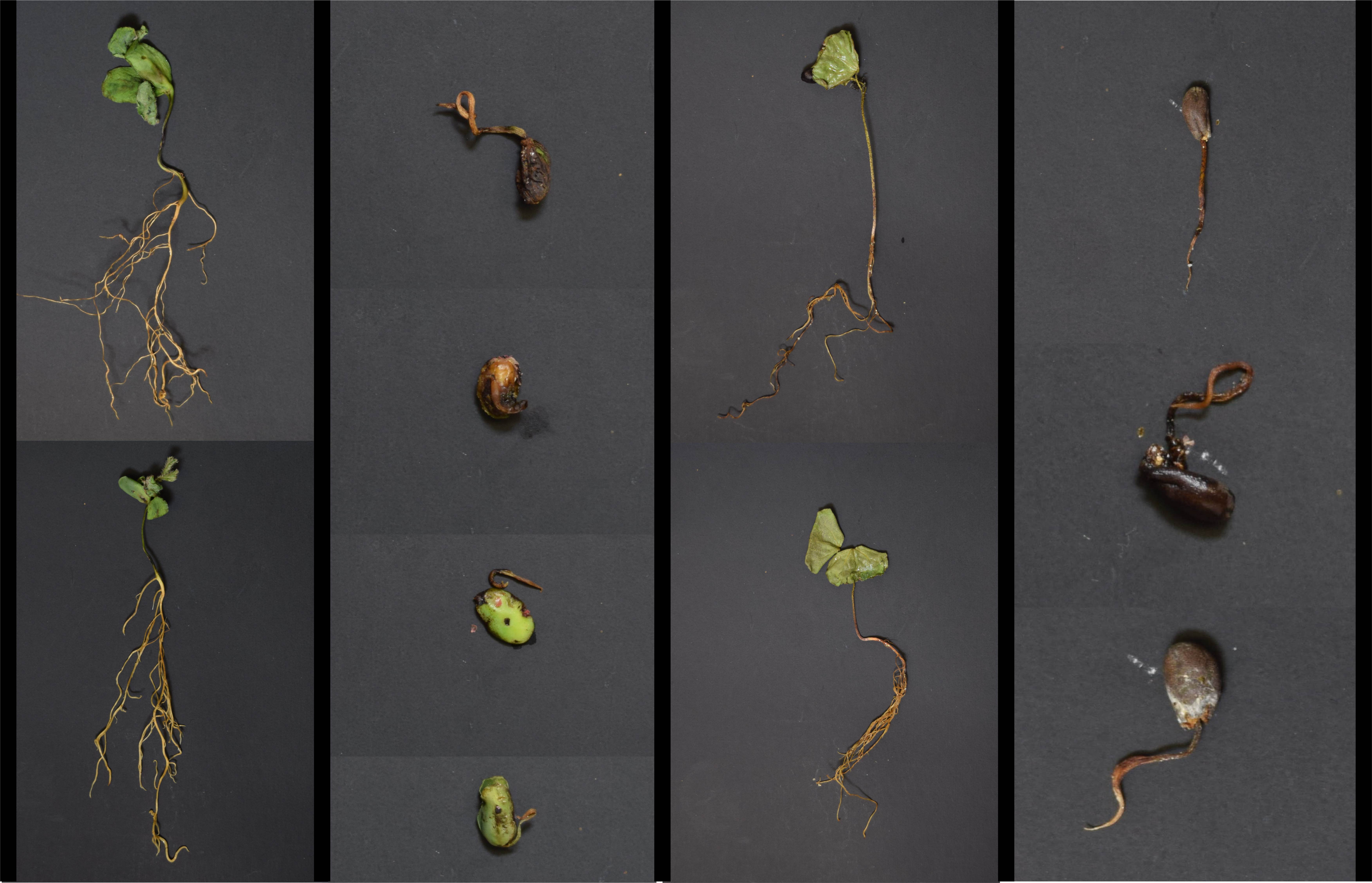 Taproot decline: LSU researchers make strides in understanding soybean threat